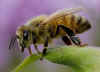 bee.jpg (13944 bytes)